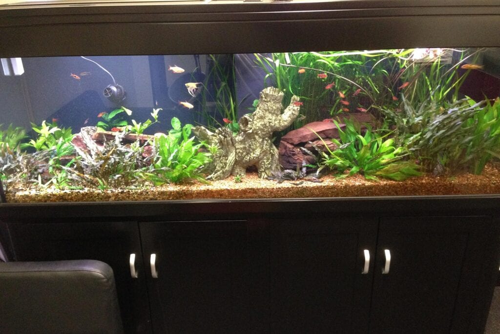 6 Foot Standard Aquarium Gallery