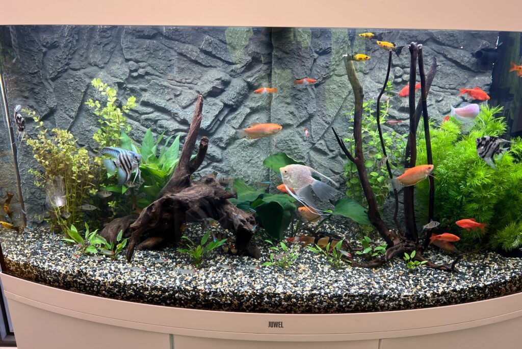 aquarium monthly leasing